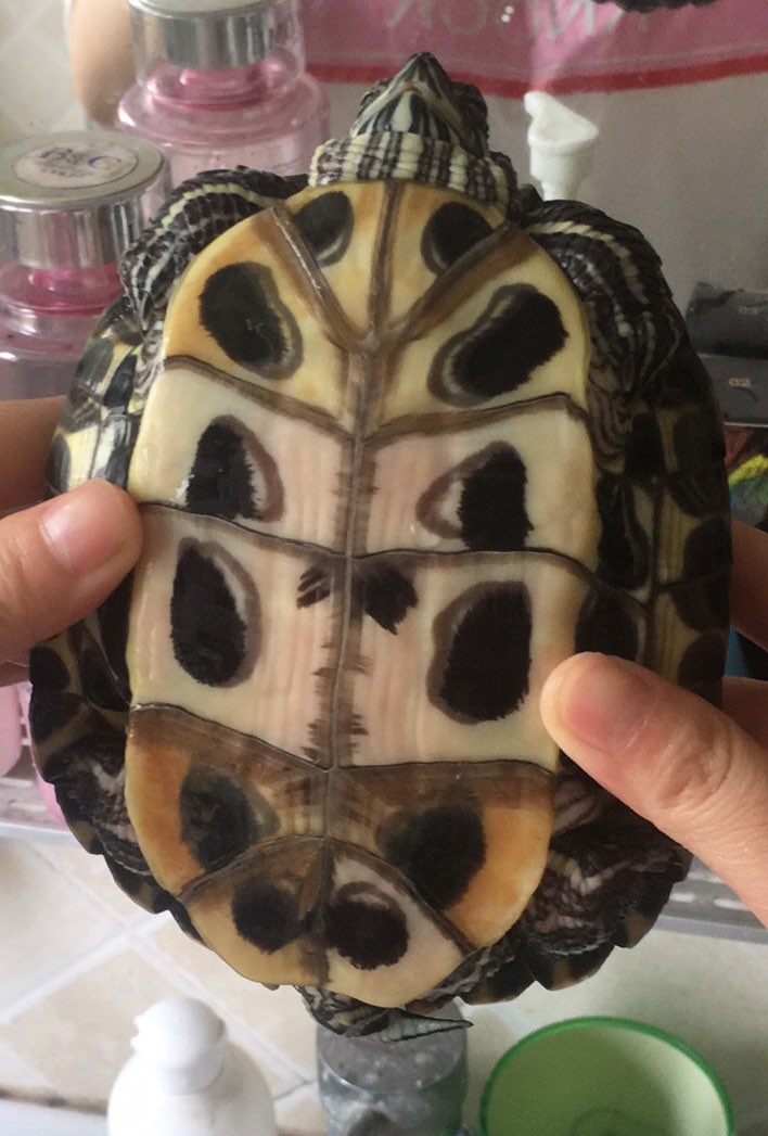 QiYe丶