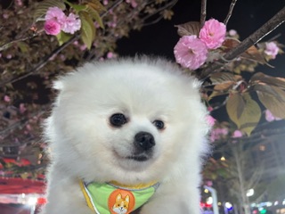 躺赢球