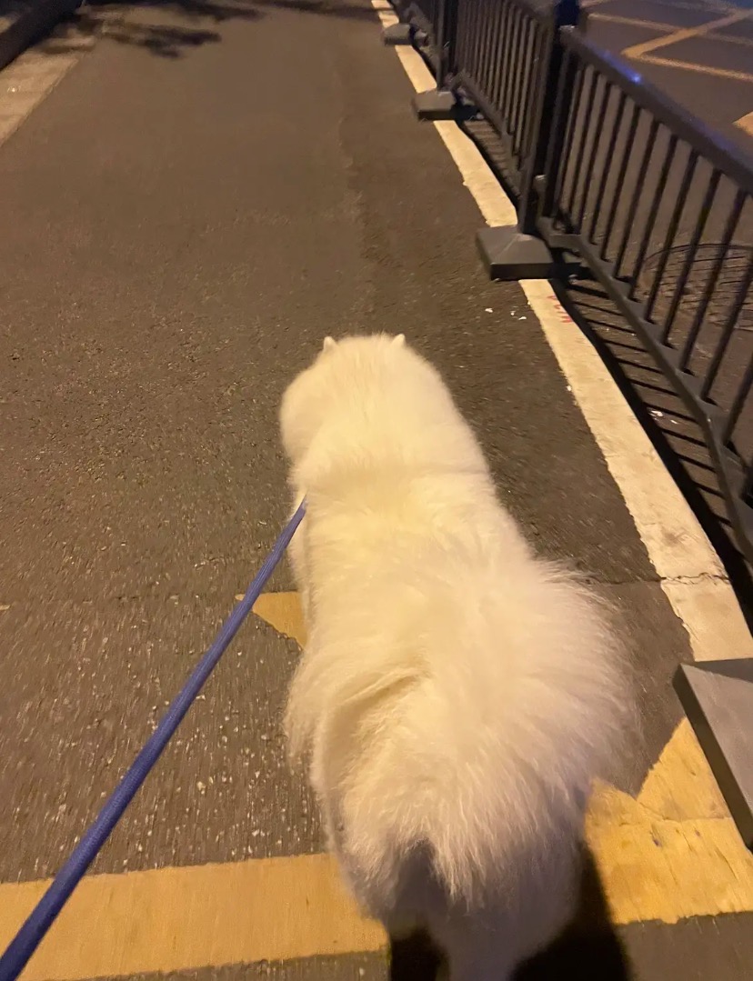 哦豁得不得了