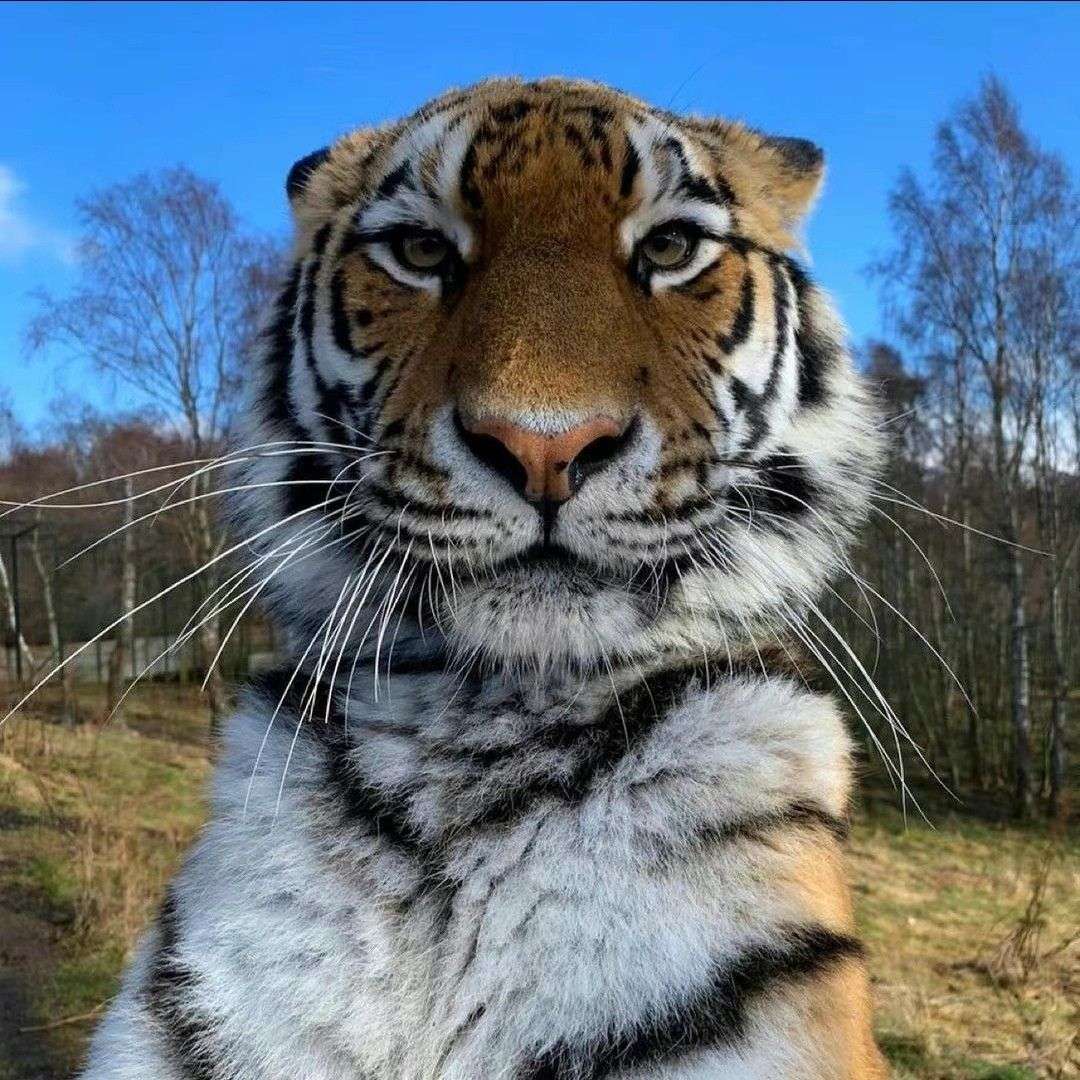 小脑斧一只