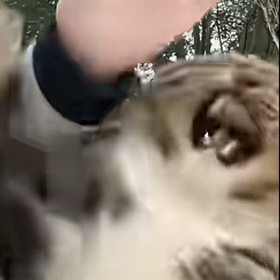 黑皮