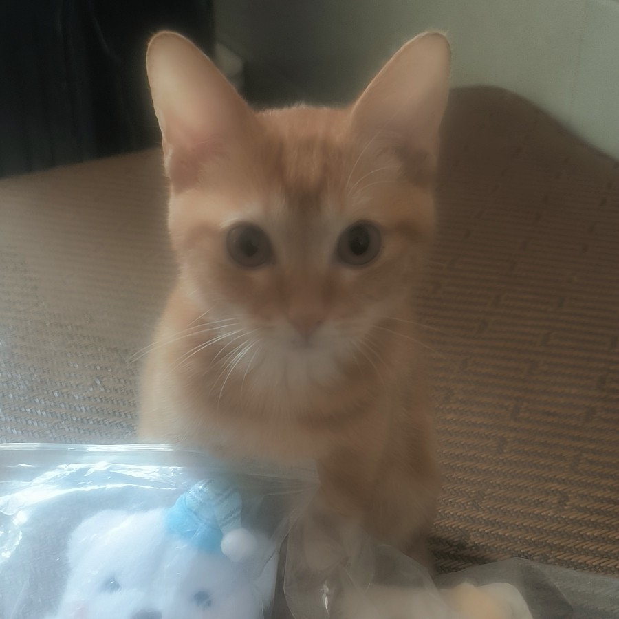 我的橘猫叫皮蛋