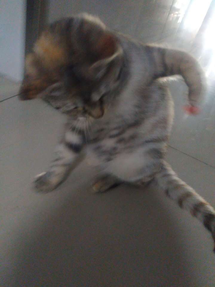 北渊执梦