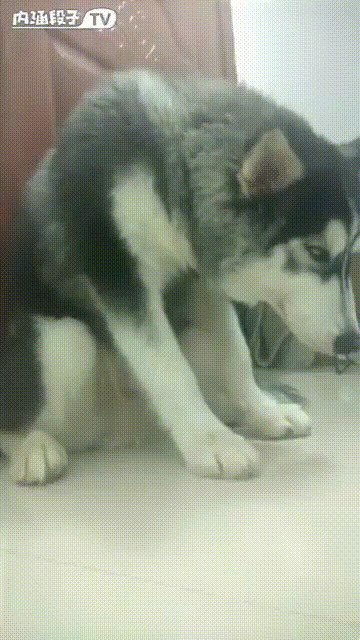 玩疯